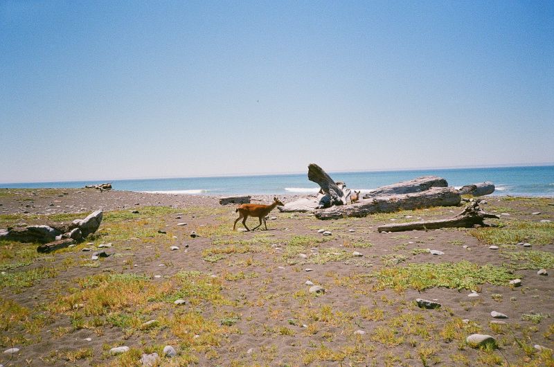 deer on lost coast