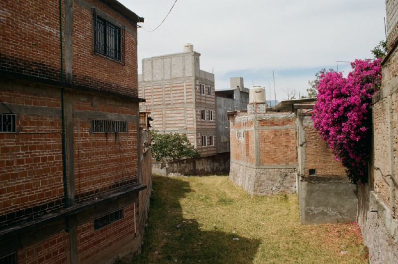 flowers in mitla