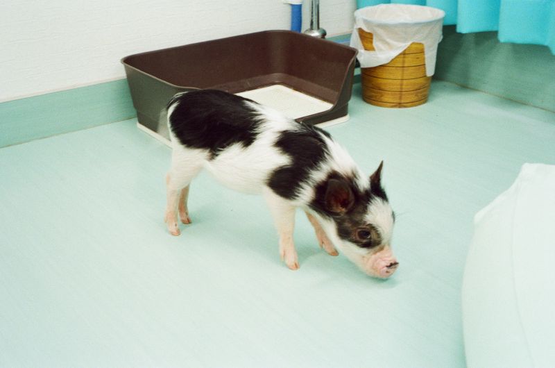 japanese pig cafe