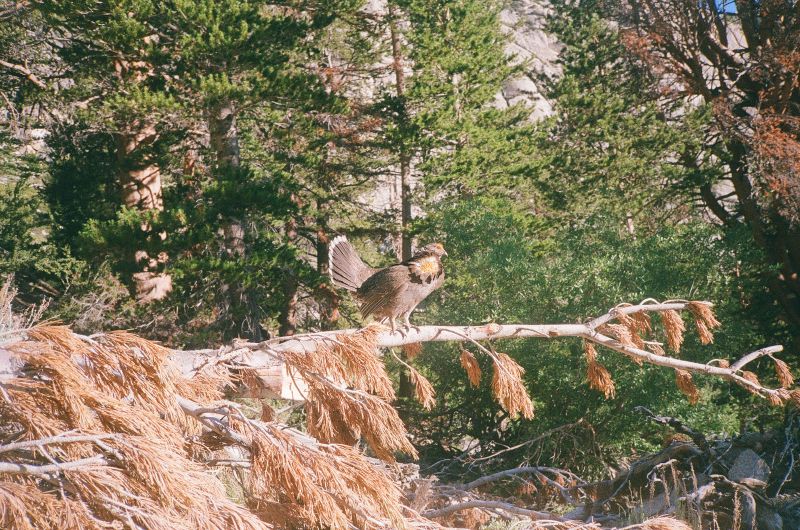 mt. whitney grouse