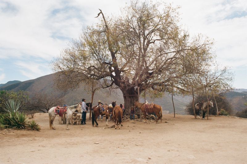 oaxacan caballeros
