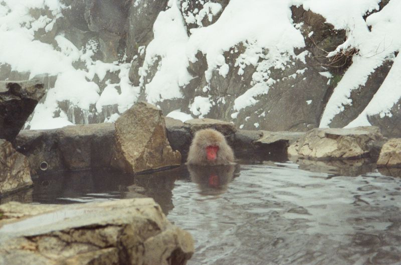 pensive snow monkey