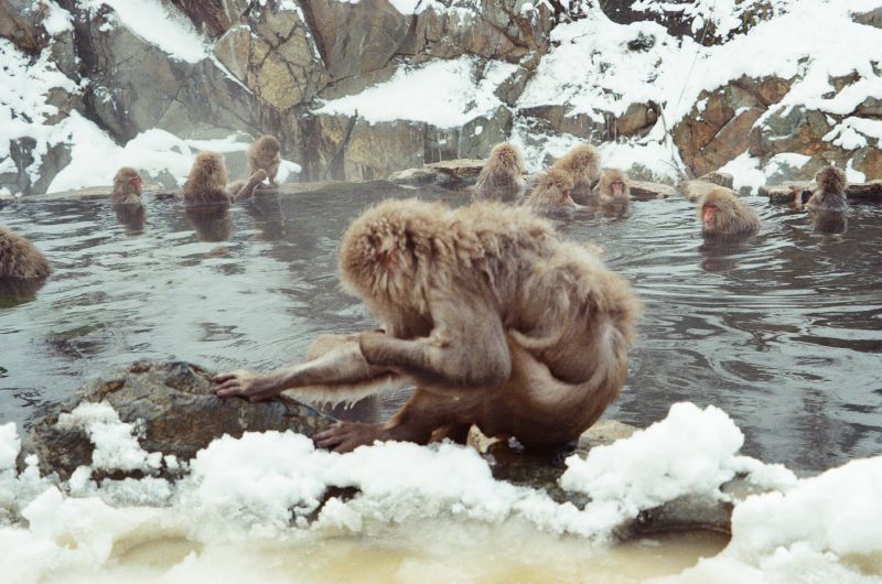 snow monkey grooming