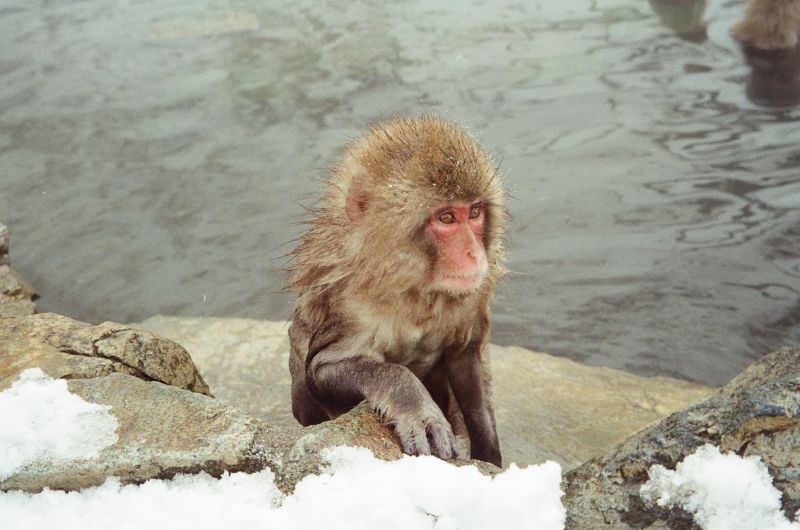 young snow monkey